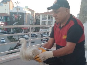 Yuvasından Düşen Leyleği İtfaiye Ekipleri Kurtardı