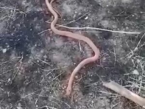 Yılanı Gören Köylülerin “Piton Mu Kobra Mı” Diyaloğu Gülümsetti