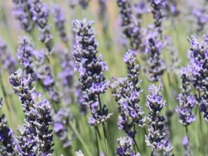Susuz Topraklarda Lavanta Verimi