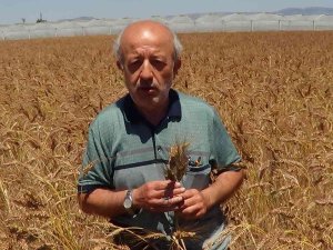 Bu Buğday Başka Bir Buğday