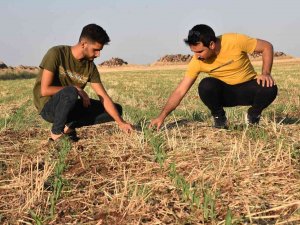 10 Yıldır Anız Yakmadan Ürün Ekiyor