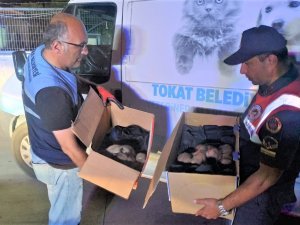 Çuval İçerisine Konularak Ölüme Terk Edildiler