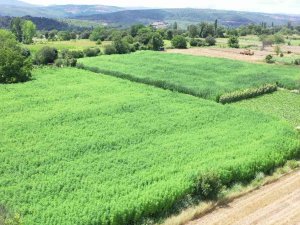 Asırlık Kenevir Merkezinde 175 Dekarda Üretim