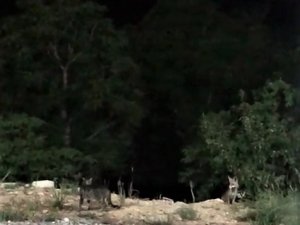 Yiyeceğe Ortak Olmak İsteyen Tilki, Kediyi Kızdırdı