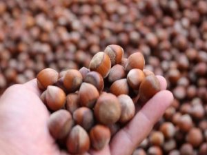 Düzce’den 668 Ton Fındık İhraç Edildi