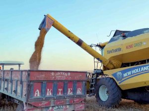 Mazıdağı’nda Buğday Hasadına Devam Eden Çiftçi, Verimden Şikayetçi