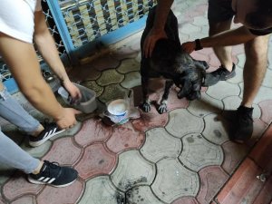Hatay’da 7 Köpek Zehirlendi