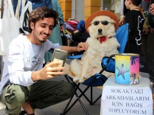 Evcil Köpek Elde Ettiği Gelirle Sokak Köpeklerine Mama Sağlıyor