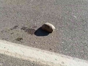 Siirt’te Sıcaktan Bunalan Kaplumbağaya Su İçirdi