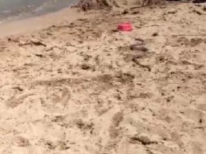 Plajda Görülen Yılan Paniğe Sebep Oldu