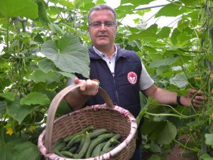Karadeniz’de Seracılık Sektörü, Verilen Destekler İle Büyüyor