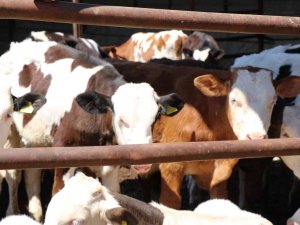 Kırşehirli Besici: "Vatandaş, Kurbanlık Fiyatına Tatile Gitti"