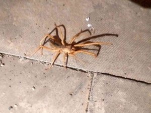 Gölbaşı’nda Sarıkız Örümceği Korkusu