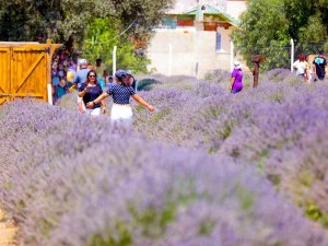 Lavanta Festivali’ne Vatandaşlar Yoğun İlgi Gösterdi