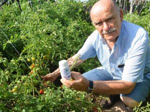 Toros Dağları’nın Kekiği Her Derde Deva