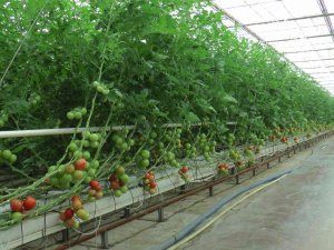 Nevşehir’den Ukrayna’ya Domates İhracatı