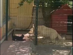 Köpeğin Kulübesine Giren Kedi Neye Uğradığını Şaşırdı