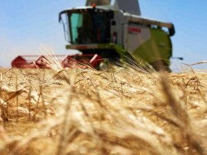 Konya Ovasında Bu Yıl Hububat Ürünlerinde Verim Ve Kalite Arttı