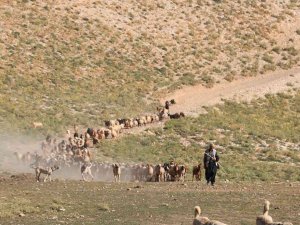 Maraş Dondurmasına Süt Üretiyorlar