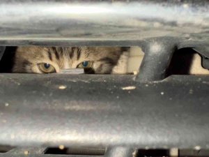 İ̇natçı Kedi, Vatandaşları Seferber Etti
