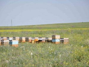 Kars Coğrafi İşaretli Bala Doyacak