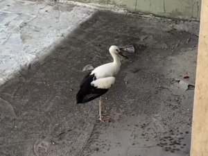Yuvadan Düşen Yaralı Leylek, Tedavi Altına Alındı