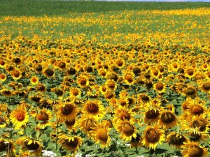 Sarıya Boyanan Ayçiçeği Tarlaları Hasat İçin Gün Sayıyor