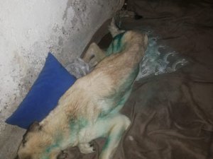 Ölüme Terk Edilen Köpeğe Tepebaşı Sahip Çıktı