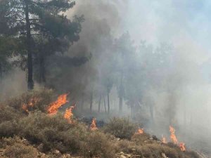 Hatay’da Orman Yangını