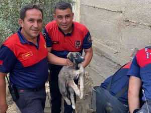 40 Derece Sıcaklıkta Yavru Köpeği Kurtarmak İçin Seferber Oldular
