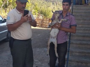 Sulama Kanalına Düşen Yavru Yaban Keçisi Boğulmaktan Kurtarıldı