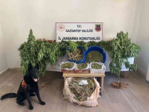 Ayakkabı Kutularındaki Esrarı Dedektör Köpek Buldu