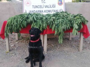 Tunceli’de Uyuşturucu Operasyonu