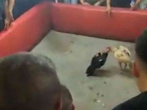Yasadışı Horoz Dövüşüne Polis Baskını: 46 Horoz Korumaya Alındı