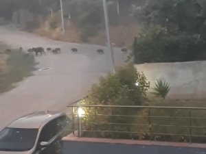 Bursa’da Aç Kalan Domuz Sürüsü Şehir Merkezine İndi