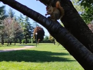 Bursa’da Sincap Piknik Yapan Ailenin Misafiri Oldu