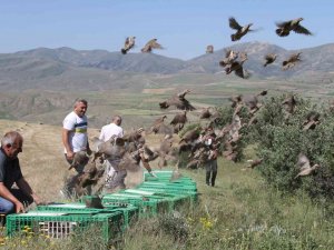 Bayburt’ta Yüzlerce Kınalı Keklik Doğaya Salındı