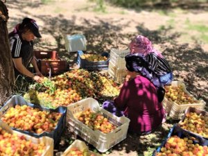 Kuru Kayısıda 85 Bin Tonu Aşkın Üretim Hedefleniyor