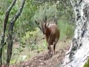 Yangının Kahramanları Nöbete Devam Ediyor