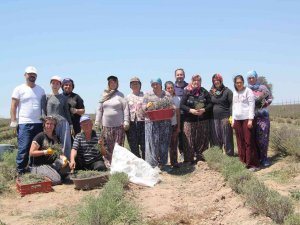 Lavanta Üreticileri Hasattan Memnun