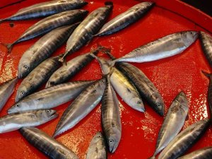 Çingene Palamudu Şimdiden Tezgahta Yerini Aldı