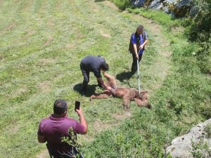 Domuz Tuzağına Yakalanan Boz Ayı Kurtarıldı