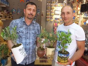 Balıkesir’de Bodur Zeytin Ağaçları Hediyelikler Arasına Girdi