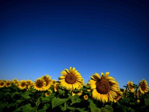 Rusya Ayçiçek Yağı İhracat Kotasını 400 Bin Ton Daha Yükseltti