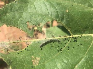 Trakya’da ‘Çayır Tırtılı’ Alarmı