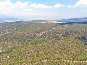 Kilis’te Orman Denetimi