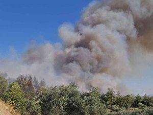 Aydın’da Orman Yangınına Havadan Ve Karadan Müdahale Ediliyor