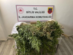 Güroymak’ta 153 Kök Kenevir Ve 4 Kilo Esrar Ele Geçirildi