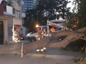 Kadıköy’de Dut Ağacı Kökünden Koparak Devrildi