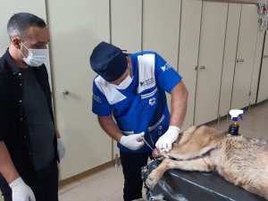 Ayağı Kangren Olan Köpek Tedavi Altına Alındı